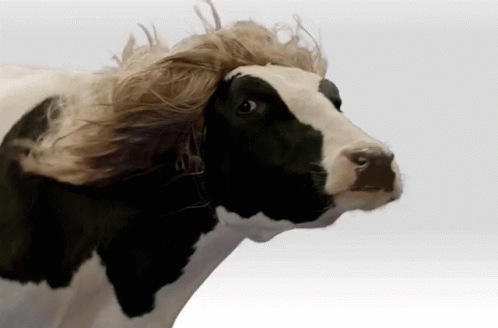 cow in the wind
